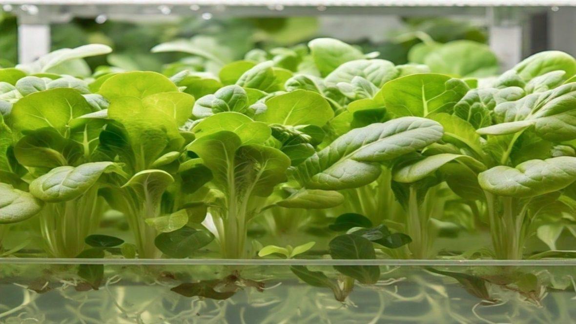 Image shows Hydroponics Farming in Nigeria: A Modern Agricultural Revolution