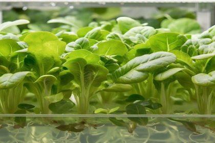 Image shows Hydroponics Farming in Nigeria: A Modern Agricultural Revolution